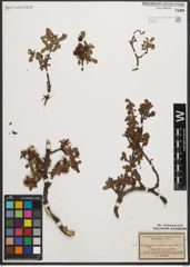 Foto von Salix retusa L.